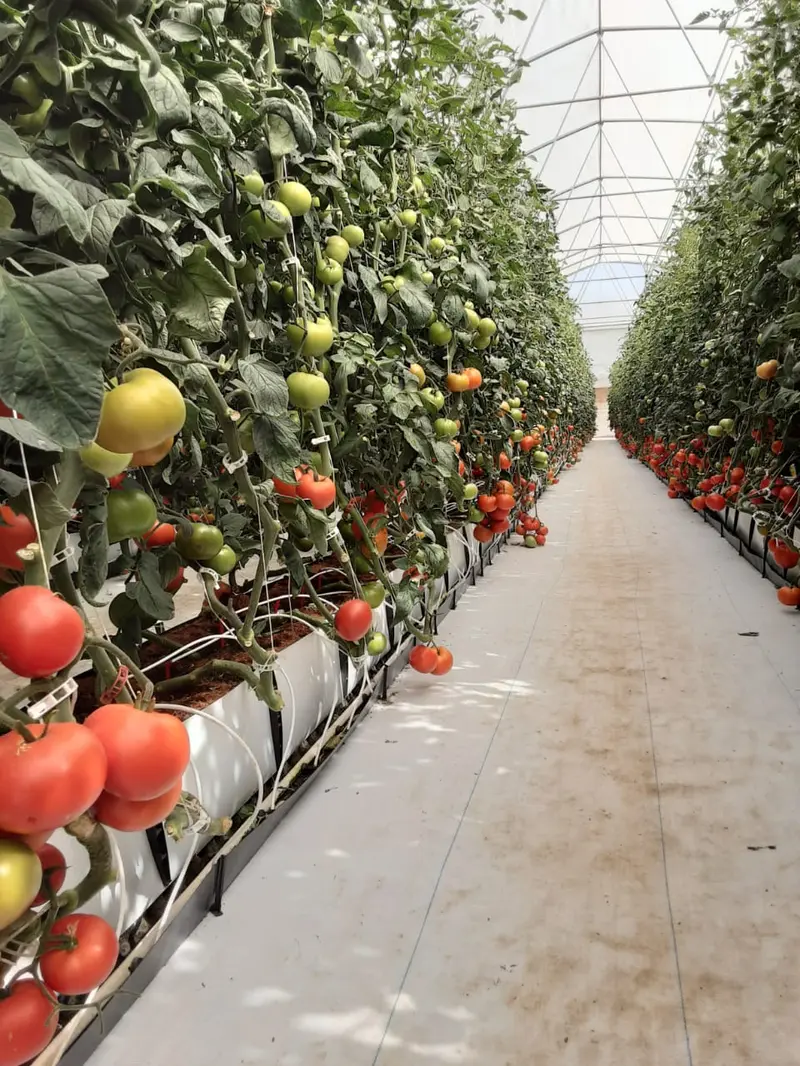 Homefarm Curacaví